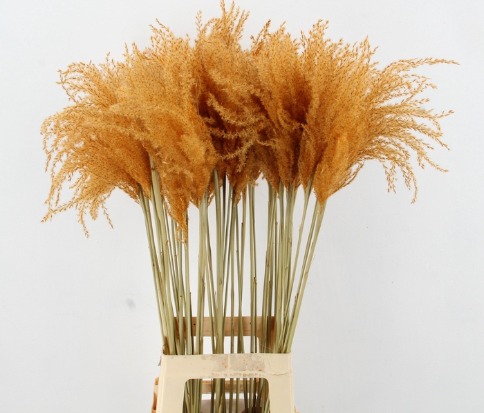 <h4>DROOGBL BEWERKT H%</h4>