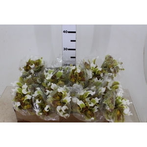 ORQUIDEA SAPATINHO