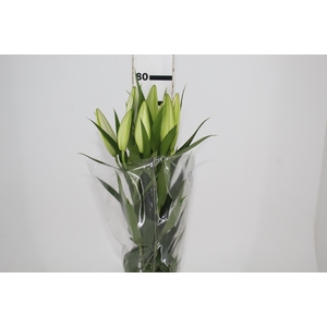 LIRIO ORIENTAL BRANCO 070 CM HT 2/3 FLS