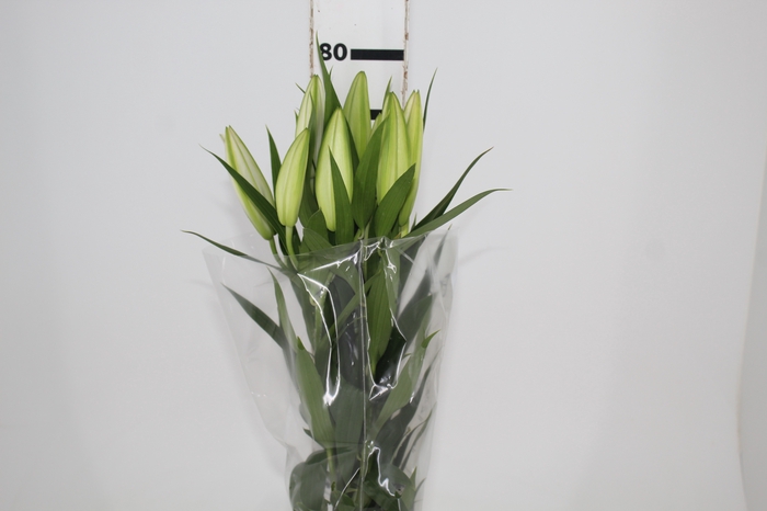 <h4>LIRIO ORIENTAL BRANCO 070 CM HT 2/3 FLS</h4>