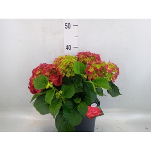 Hydrangea mac. 'Hi Fire'