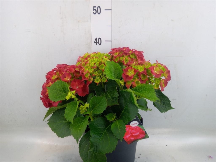 <h4>Hydrangea mac. 'Hi Fire'</h4>