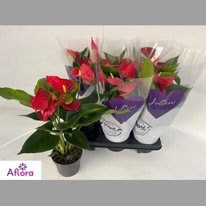 ANTHU AN BAMBINO RED