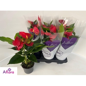 ANTHU AN BAMBINO RED