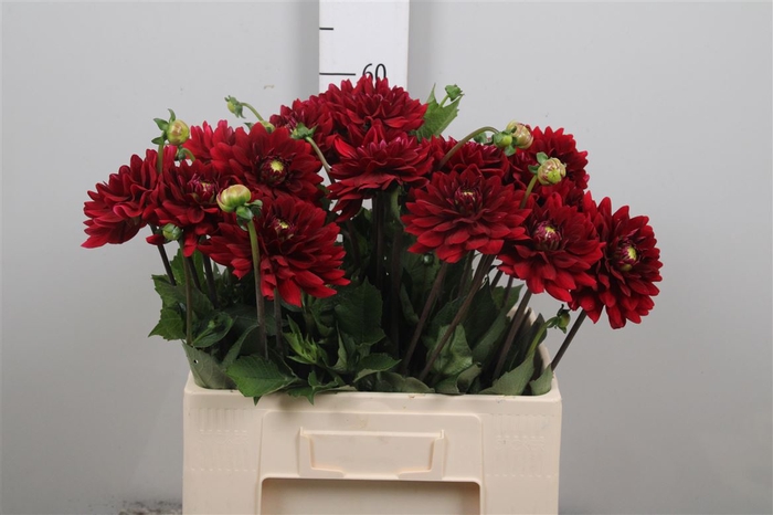 <h4>Dahl Red Runner</h4>