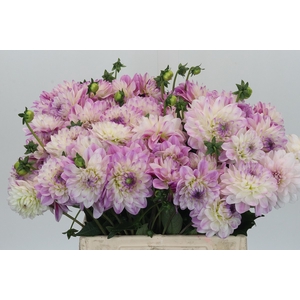 Dahlia Olivia