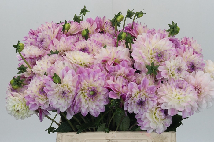 <h4>Dahlia Olivia</h4>