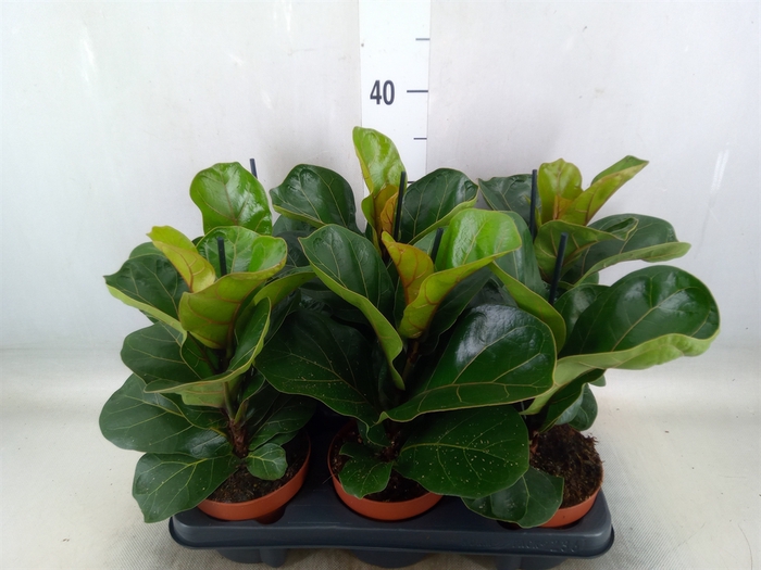 <h4>Ficus lyrata 'Bambino'</h4>
