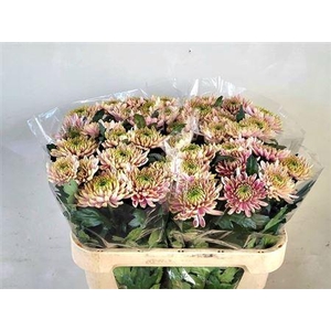 Chr G Rossano Charlotte