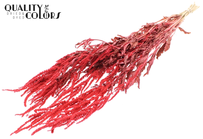 <h4>Hang Amaranthus ± 90cm p/bunch Coral</h4>