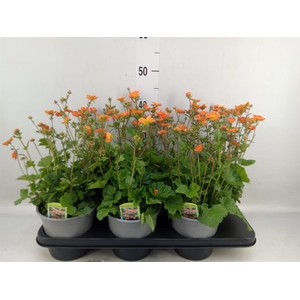 Geum coccineum 'Tosai'