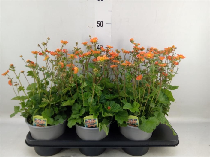 <h4>Geum coccineum 'Tosai'</h4>