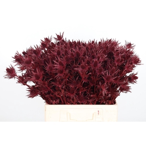 Eryn Orion Kl Bh Bordeaux