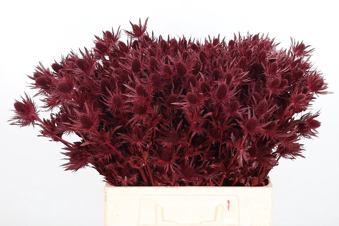 <h4>Eryn Orion Kl Bh Bordeaux</h4>