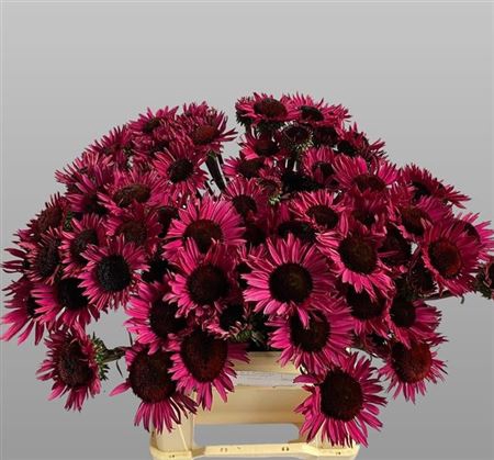 <h4>Echinacea Fatal Attract</h4>