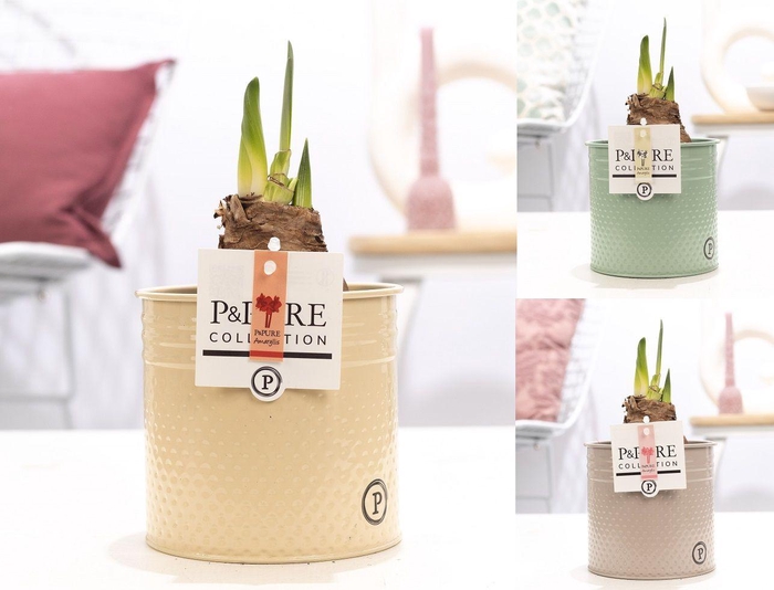 <h4>Hipp Gemengd 2 Knop Zink Louise</h4>