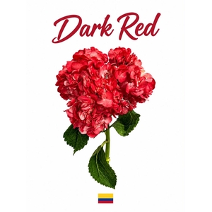 Hydrangea dark red tinted