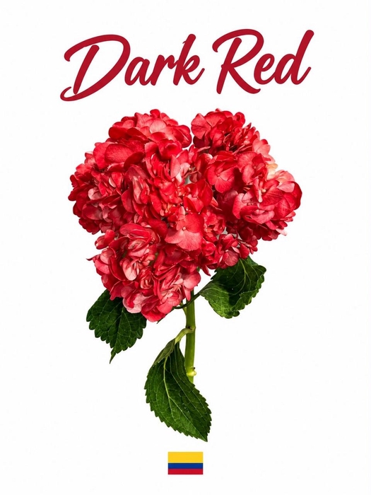 <h4>Hydrangea dark red tinted</h4>