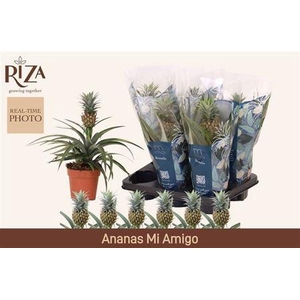 ** Ananas Mi Amigo * Winter Promo*