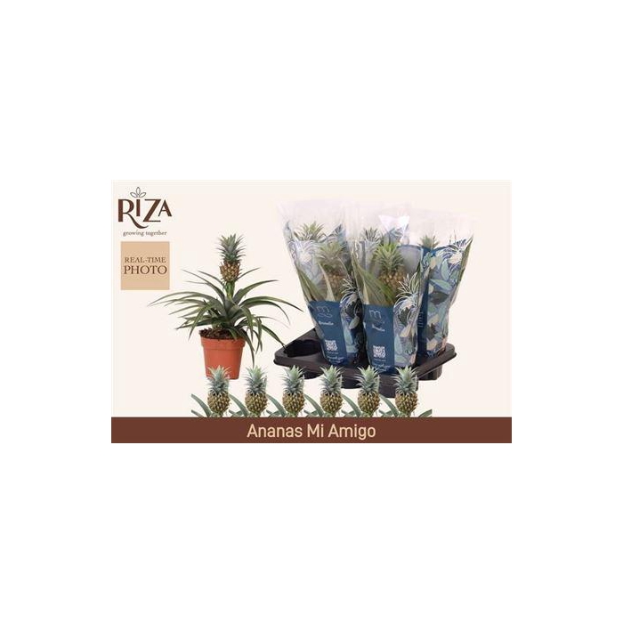 <h4>** Ananas Mi Amigo * Winter Promo*</h4>