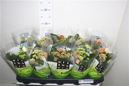 <h4>Kal Ge Gem 4 Kl</h4>