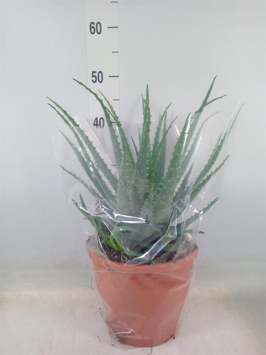 <h4>Aloe arborescens</h4>