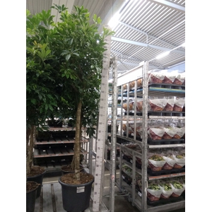 Schefflera arbor. 'Compacta'