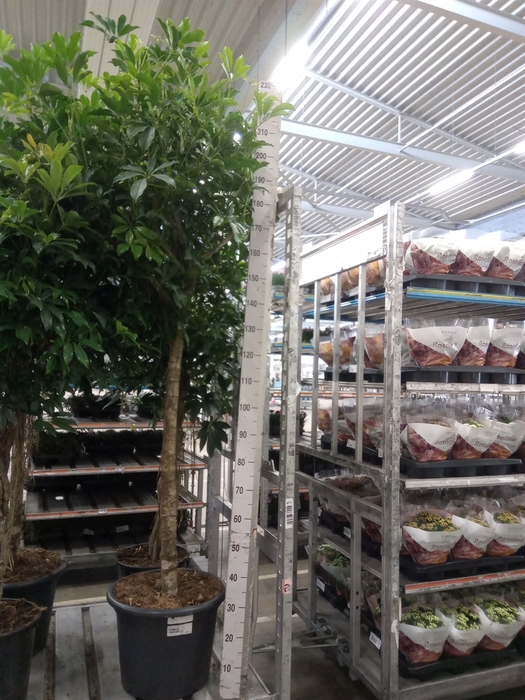 <h4>Schefflera arbor. 'Compacta'</h4>