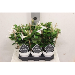 Mandevilla Sundaville White