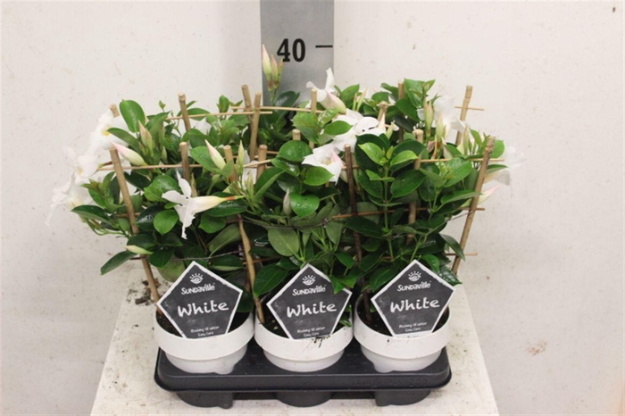 <h4>Mandevilla Sundaville White</h4>