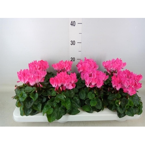 Cyclamen KL 'Compact'