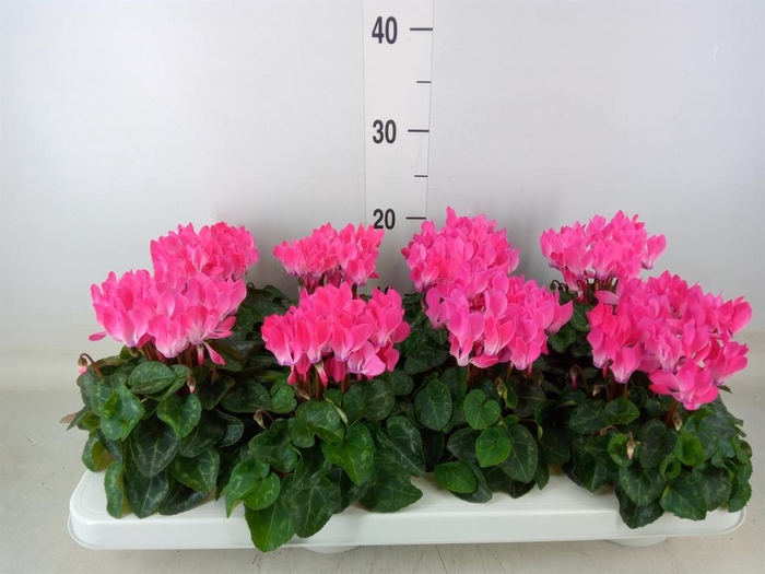 <h4>Cyclamen KL 'Compact'</h4>