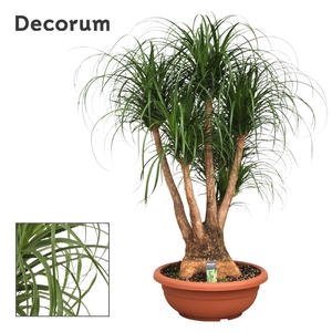 Beaucarnea vertakt compact in 55 cm schaal