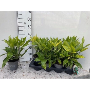 AUCUBA J VARIEGATA
