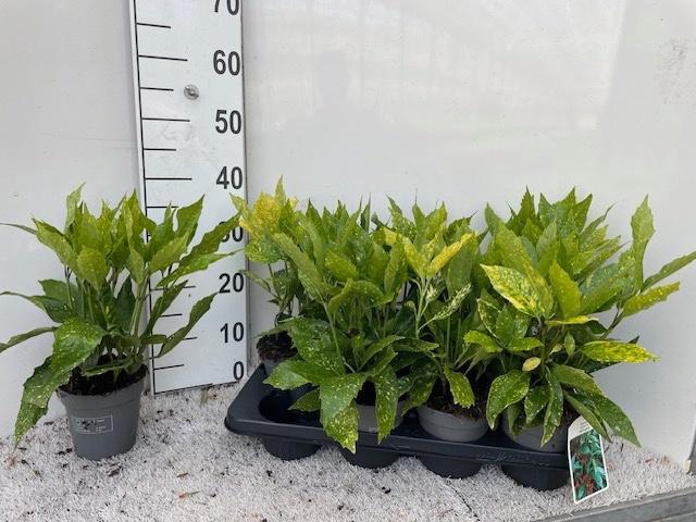 <h4>AUCUBA J VARIEGATA</h4>