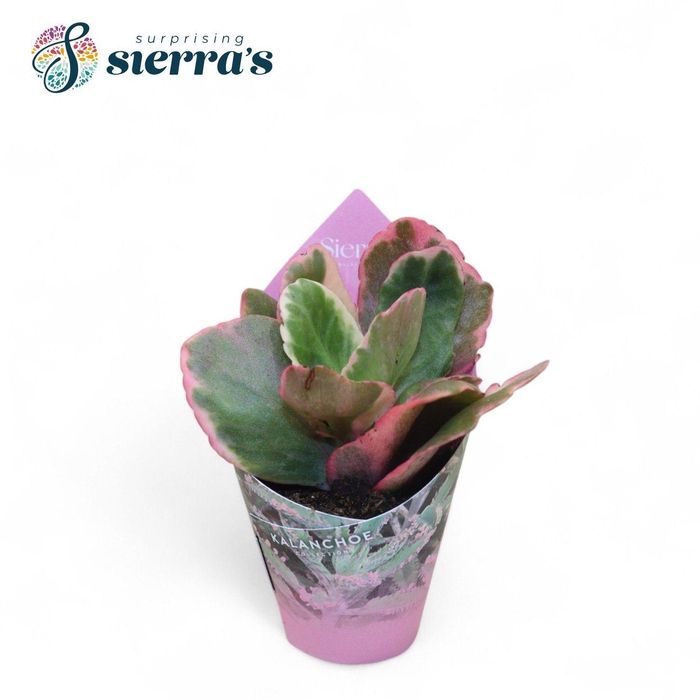 <h4>Kalanchoe Variagata Multicolor (Sierra)</h4>