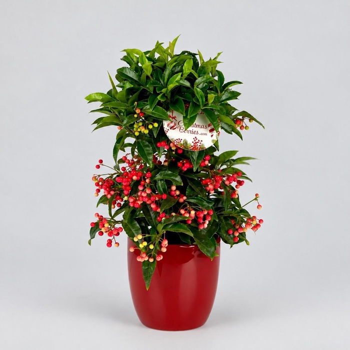 <h4>Ardisia crenata Bospremium Red met rode pot</h4>