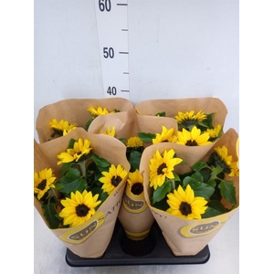 Helianthus an. 'Sunsation'