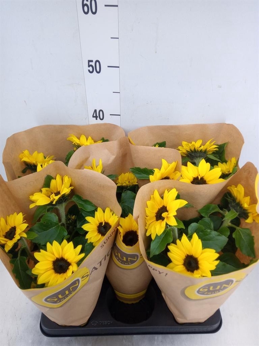 <h4>Helianthus an. 'Sunsation'</h4>