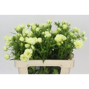 Ranunculus Butterfly Graces