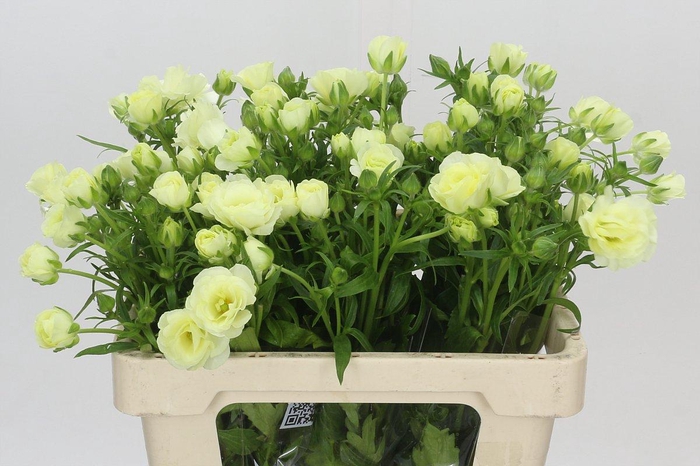 <h4>Ranunculus Butterfly Graces</h4>