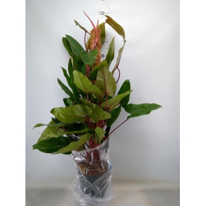Philodendron  'Red Emerald'