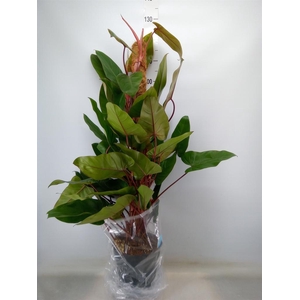 Philodendron  'Red Emerald'