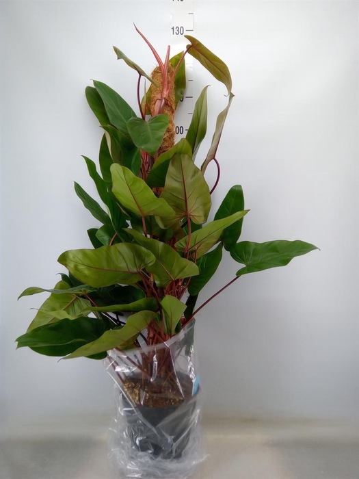<h4>Philodendron  'Red Emerald'</h4>