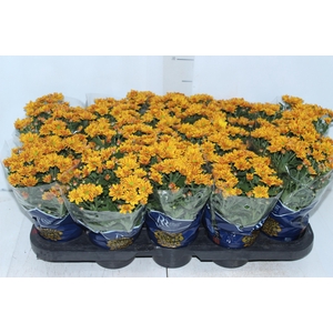 CRISANTEMO MINI P11 LARANJA