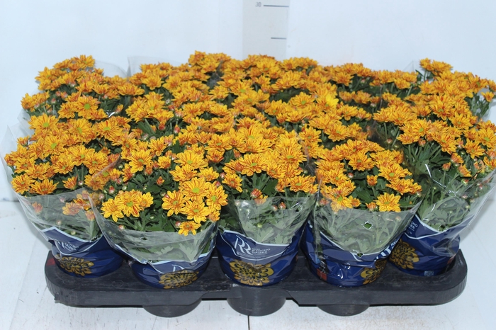 <h4>CRISANTEMO MINI P11 LARANJA</h4>