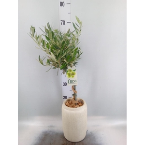 Arr.   Tuinplanten H%
