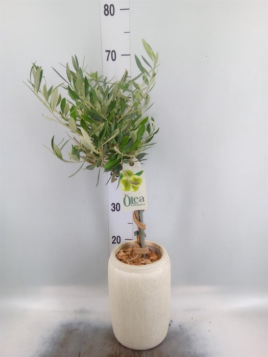 <h4>Arr. Tuinplanten H%</h4>