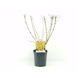 Forsythia int. Minigold