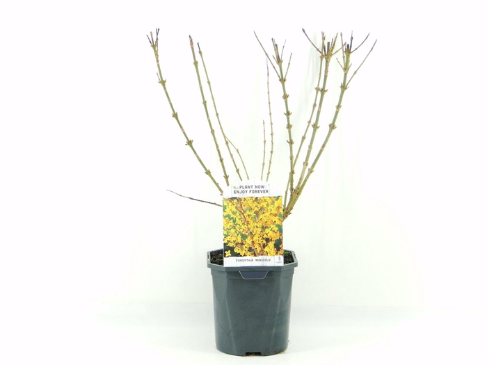 <h4>Forsythia int. Minigold</h4>